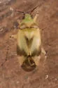 Plagiognathus blatchleyi - photo 5