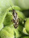 Plagiognathus brevirostris