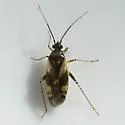 Plagiognathus brevirostris - photo 2