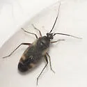 Plagiognathus brunneus