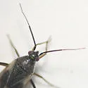Plagiognathus brunneus - photo 2