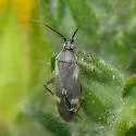 Plagiognathus brunneus - photo 3