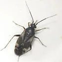Plagiognathus brunneus - photo 4