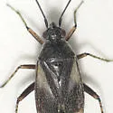 Plagiognathus brunneus - photo 5