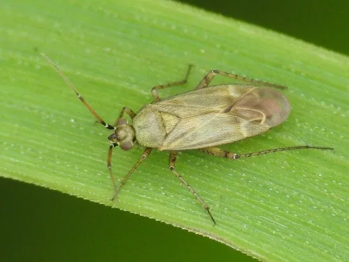 Plagiognathus chrysanthemi - Plagiognathus chrysanthemi