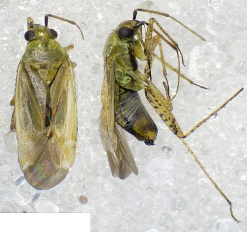 Plagiognathus chrysanthemi - photo 2