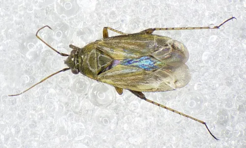 Plagiognathus chrysanthemi - photo 3