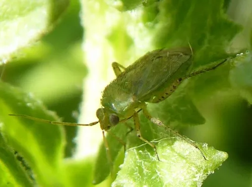 Plagiognathus chrysanthemi - photo 4