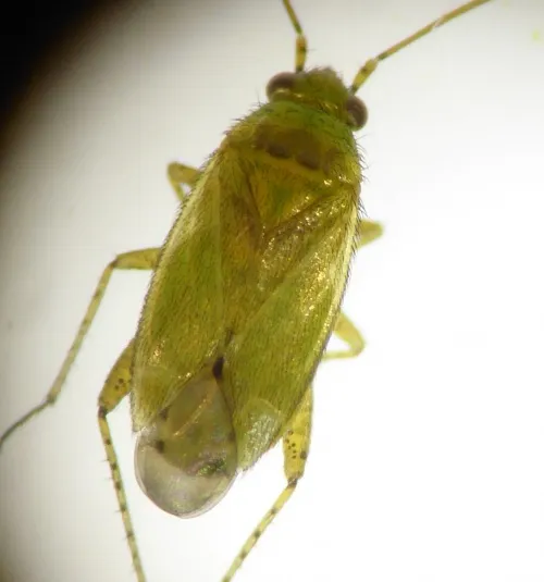 Plagiognathus chrysanthemi - photo 5
