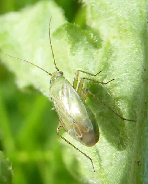 Plagiognathus chrysanthemi - photo 6