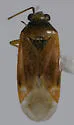 Plagiognathus cornicola - photo 2