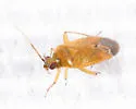 Plagiognathus cornicola - photo 3