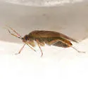Plagiognathus delicatus