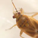 Plagiognathus delicatus - photo 2