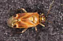 Plagiognathus delicatus - photo 3