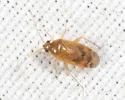 Plagiognathus delicatus - photo 4