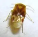 Plagiognathus delicatus - photo 5