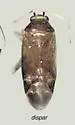 Plagiognathus dispar