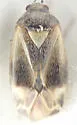 Plagiognathus flavoscutellatus
