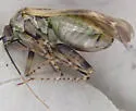 Plagiognathus flavoscutellatus - photo 3