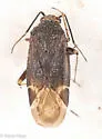 Plagiognathus fuscosus - photo 2