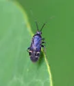 Plagiognathus fuscosus - photo 3