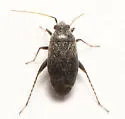 Plagiognathus fuscosus - photo 4