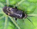 Plagiognathus fuscosus - photo 5