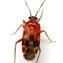 Plagiognathus grandis - photo 2