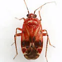Plagiognathus grandis - photo 3