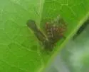 Plagiognathus longipennis - Plagiognathus longipennis