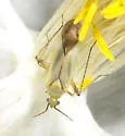 Plagiognathus longipennis - photo 3