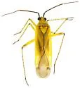 Plagiognathus longipennis - photo 4
