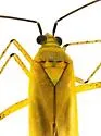Plagiognathus longipennis - photo 5