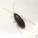 Plagiognathus longirostris - photo 2