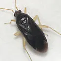 Plagiognathus longirostris - photo 3
