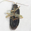 Plagiognathus longirostris - photo 4
