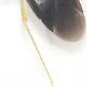 Plagiognathus longirostris - photo 5