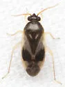 Plagiognathus maculipennis - photo 2