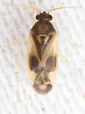 Plagiognathus maculipennis - photo 3
