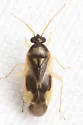 Plagiognathus maculipennis - photo 4