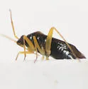 Plagiognathus modestus - photo 2