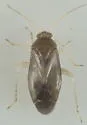 Plagiognathus modestus - photo 3