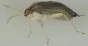 Plagiognathus modestus - photo 4