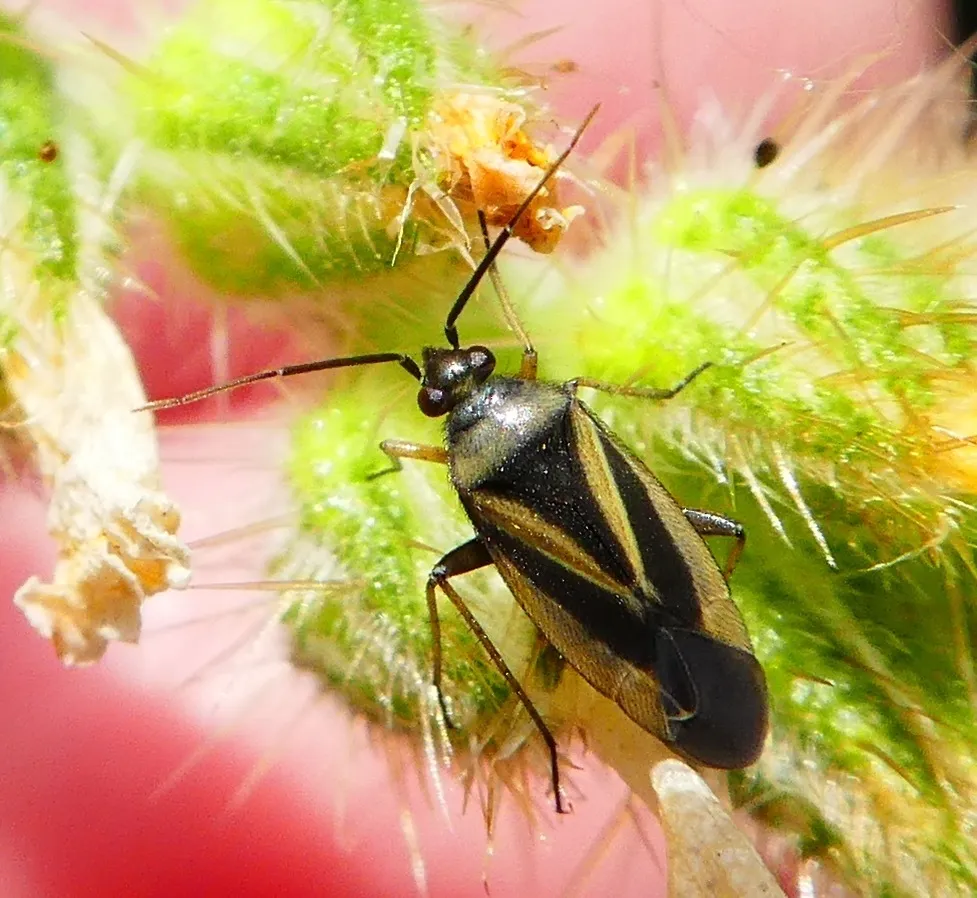 Plagiognathus moerens - photo 2