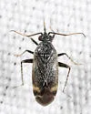 Plagiognathus morrisoni - Plagiognathus morrisoni
