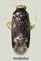 Plagiognathus negundinis - photo 2