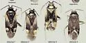 Plagiognathus negundinis - photo 4