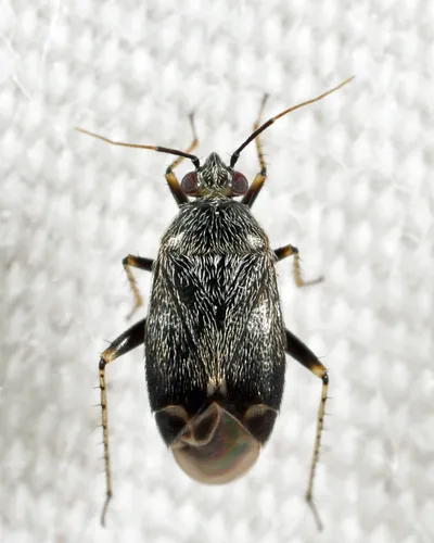 Plagiognathus nigronitens