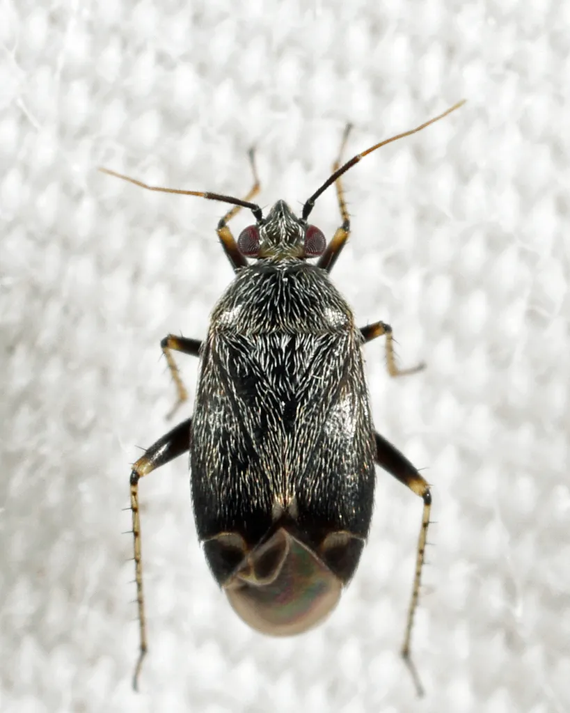 Plagiognathus nigronitens - photo 2
